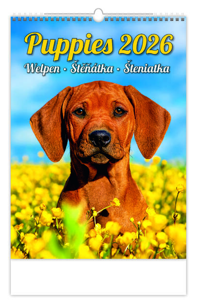 Bildkalender - Puppies